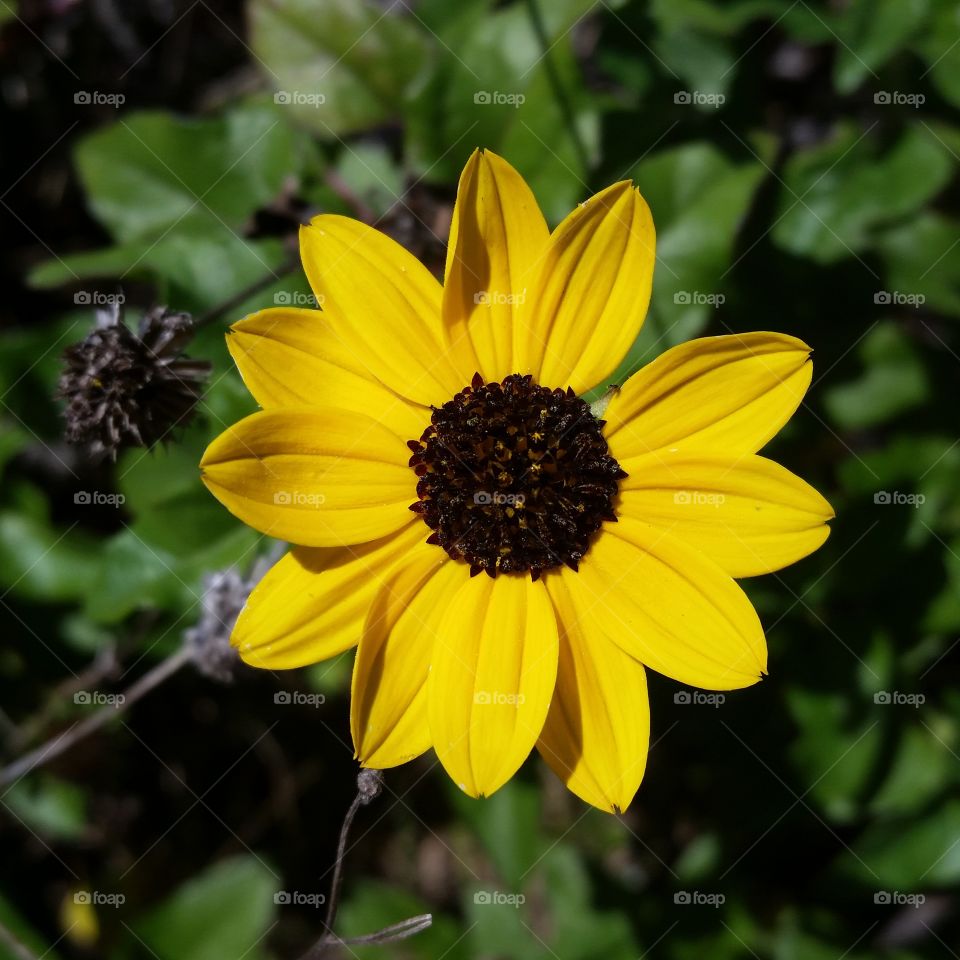 just another sunflower to enjoy