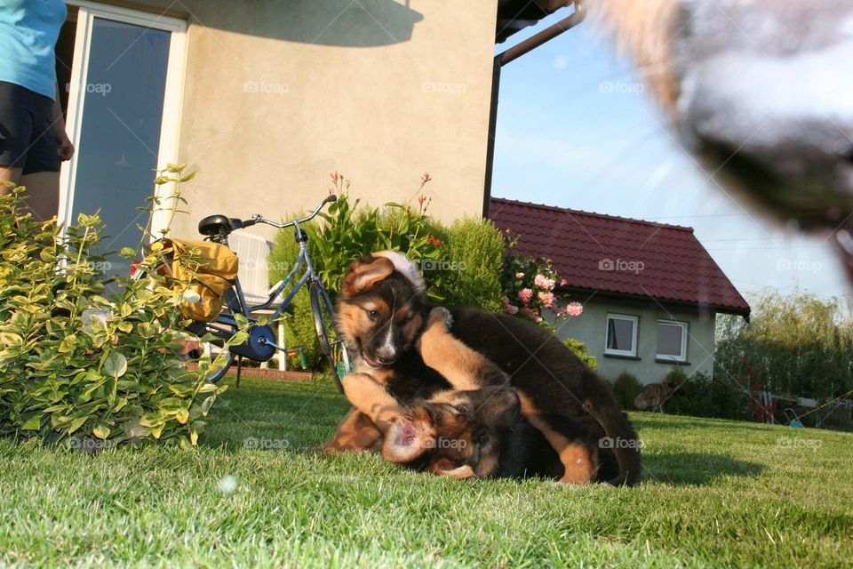 A truly idyllic view - two puppies playing in the garden. Summers are much brighter with animals in the house!