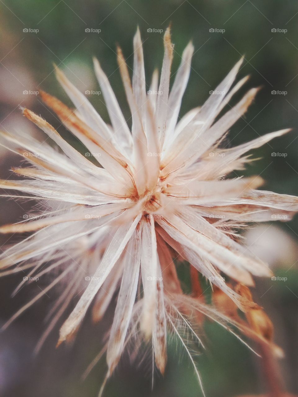 dry coatbuttons flower . macro flower