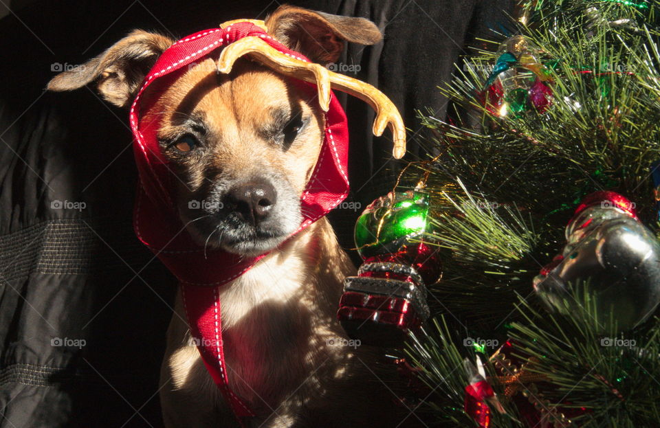 cute little dog xmas christmas antler red ribbon Grinch