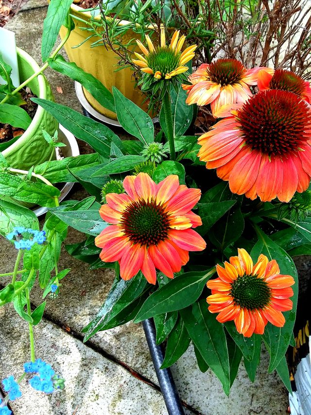 pretty flowers