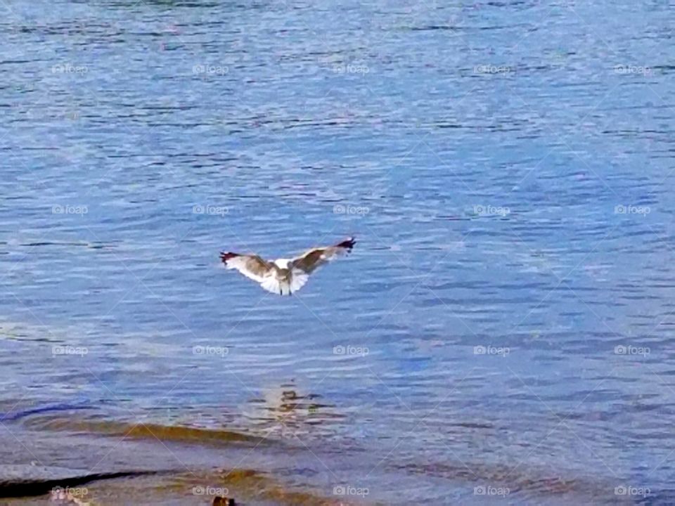 graceful landing