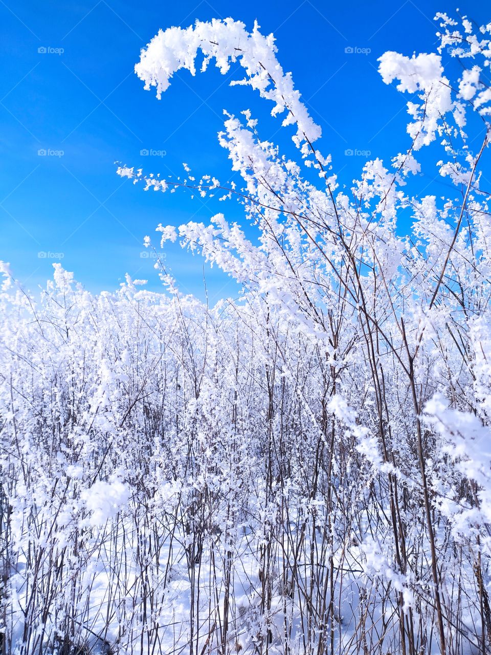 a field of plants in the snow