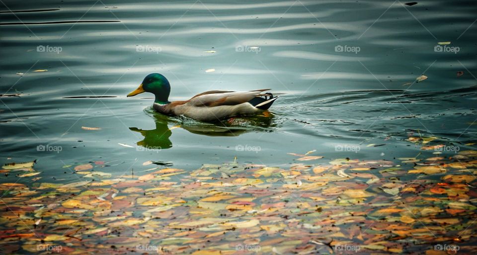 Floating on IOR Lake in Bucharest