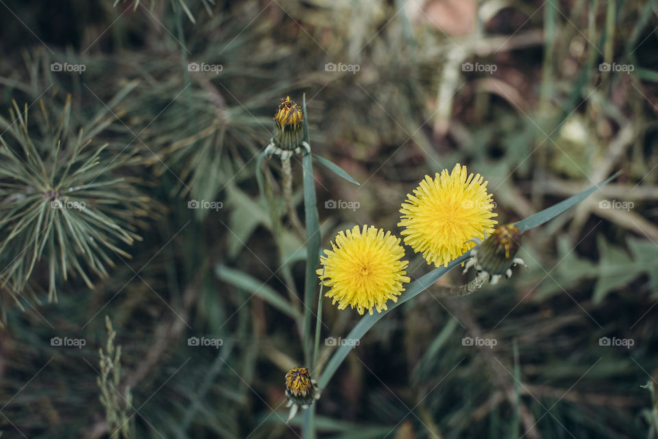 dandelion flowers