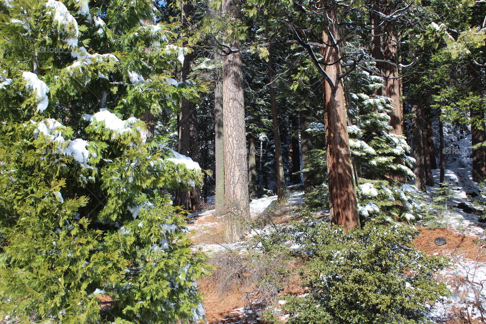 snow Forest