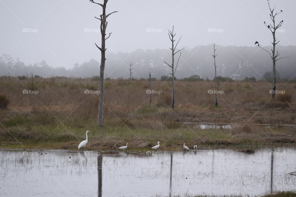Swamp on a foggy morn