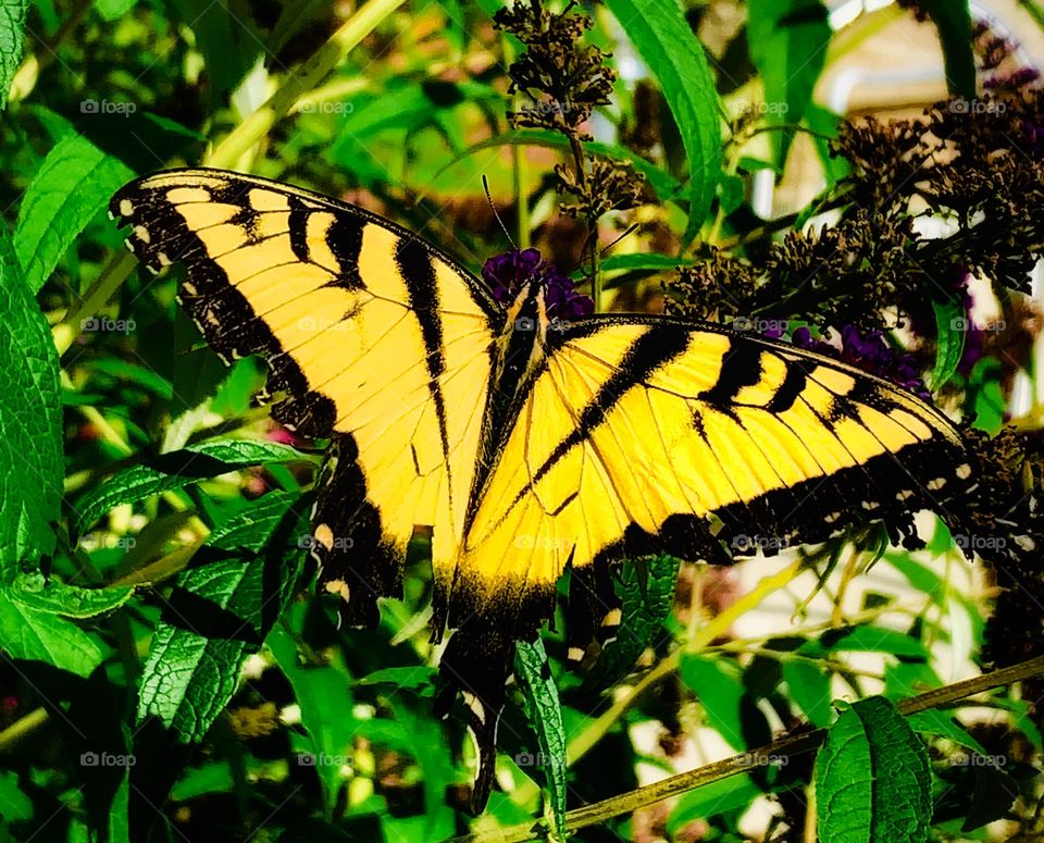 Tiger swallowtail butterfly—taken in Valparaiso, Indiana 