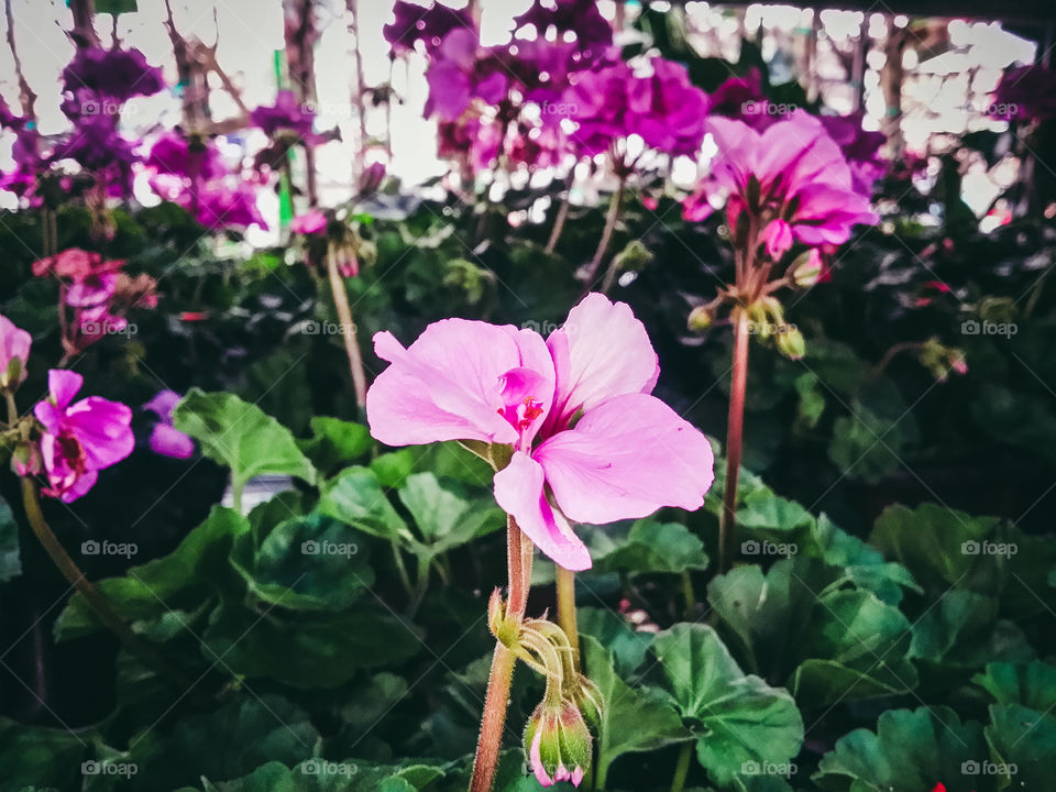 Purple Flowers