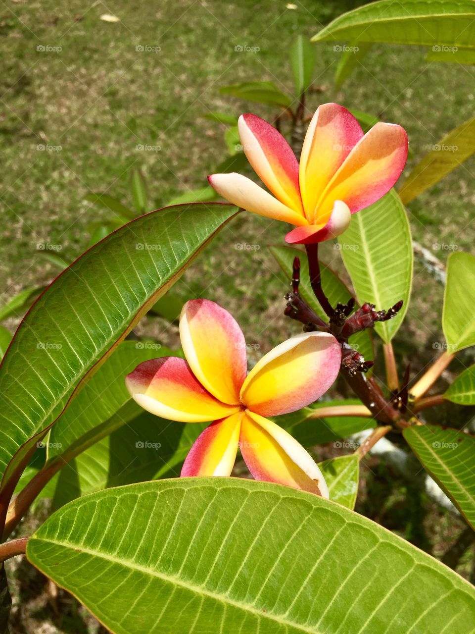 Pretty pink and yellow plumeria flowers on the North Shore of Oahu, Hawaii 