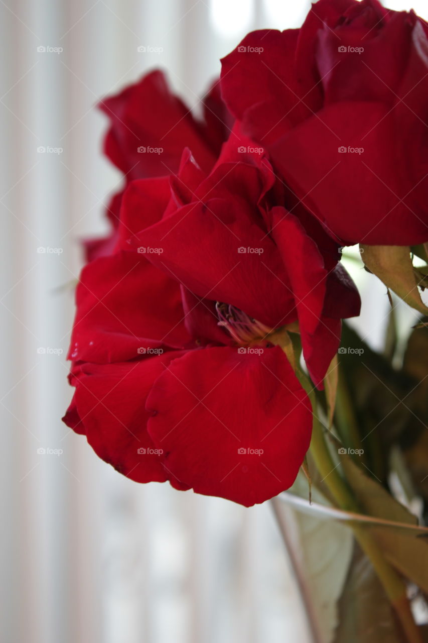 Red rose with petals missing