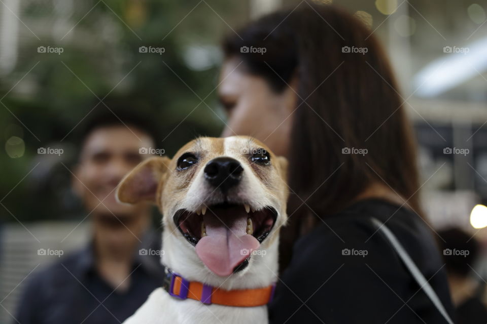 lady owner holding her pet, a cute happy dog jack russell