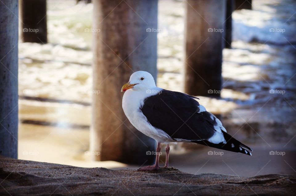 Seagull at the pier 