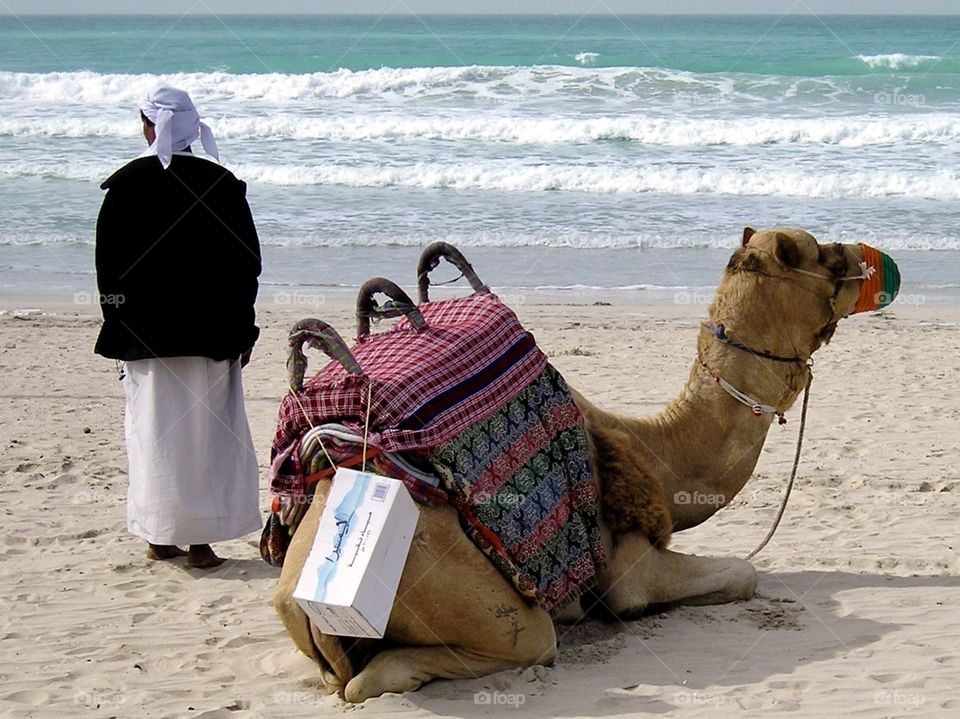 Camel with minder in the beach in Dubai, UAE
