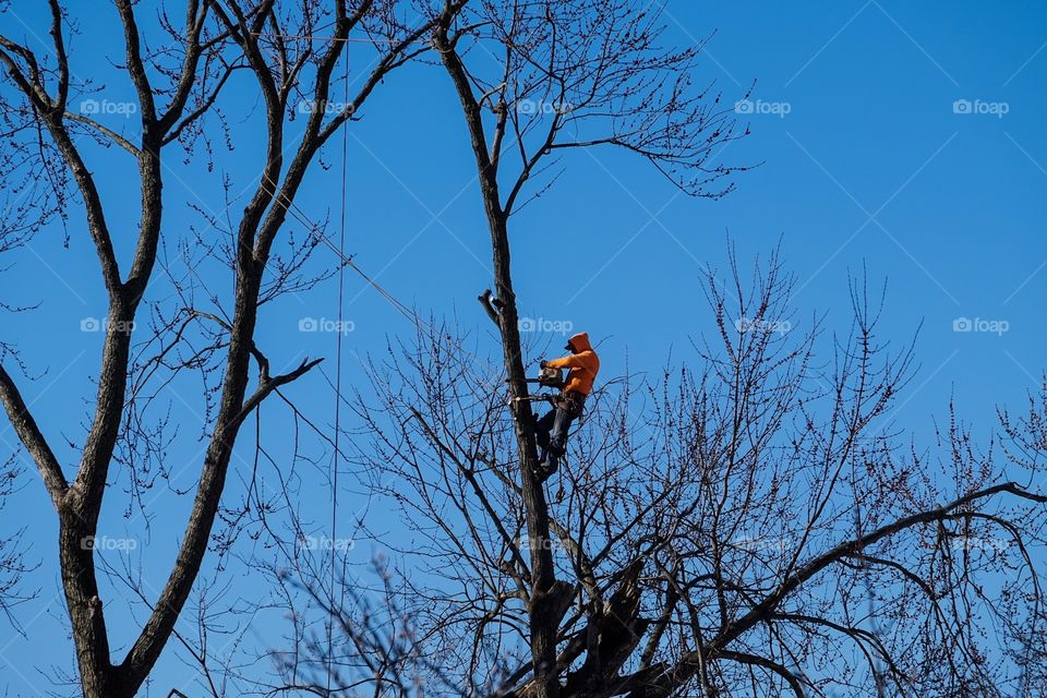 Man Cutting A Tree Down, Construction Worker Tree Removal Service In New York, Spring Maintenance 