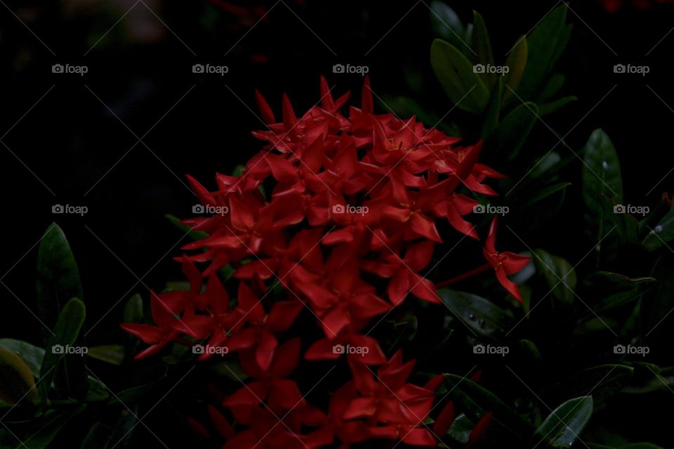 Close up of red flowers