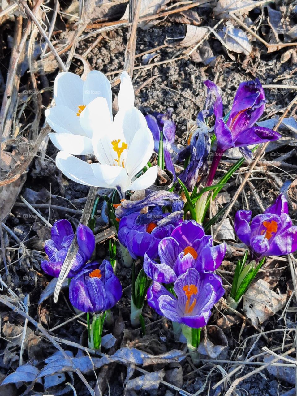 crocus flowers in afternoon light