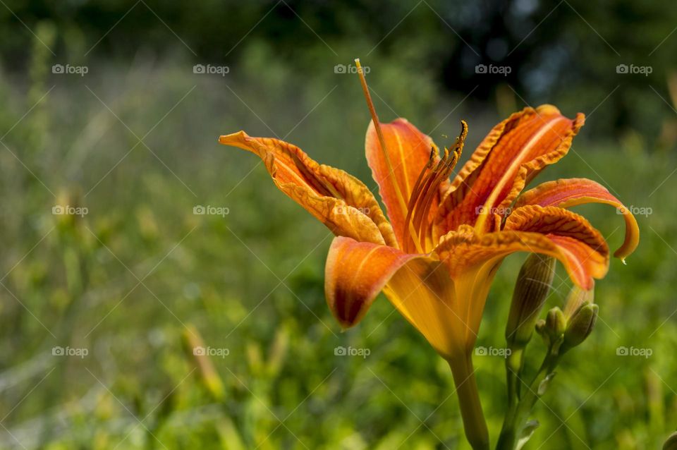 Day-lily