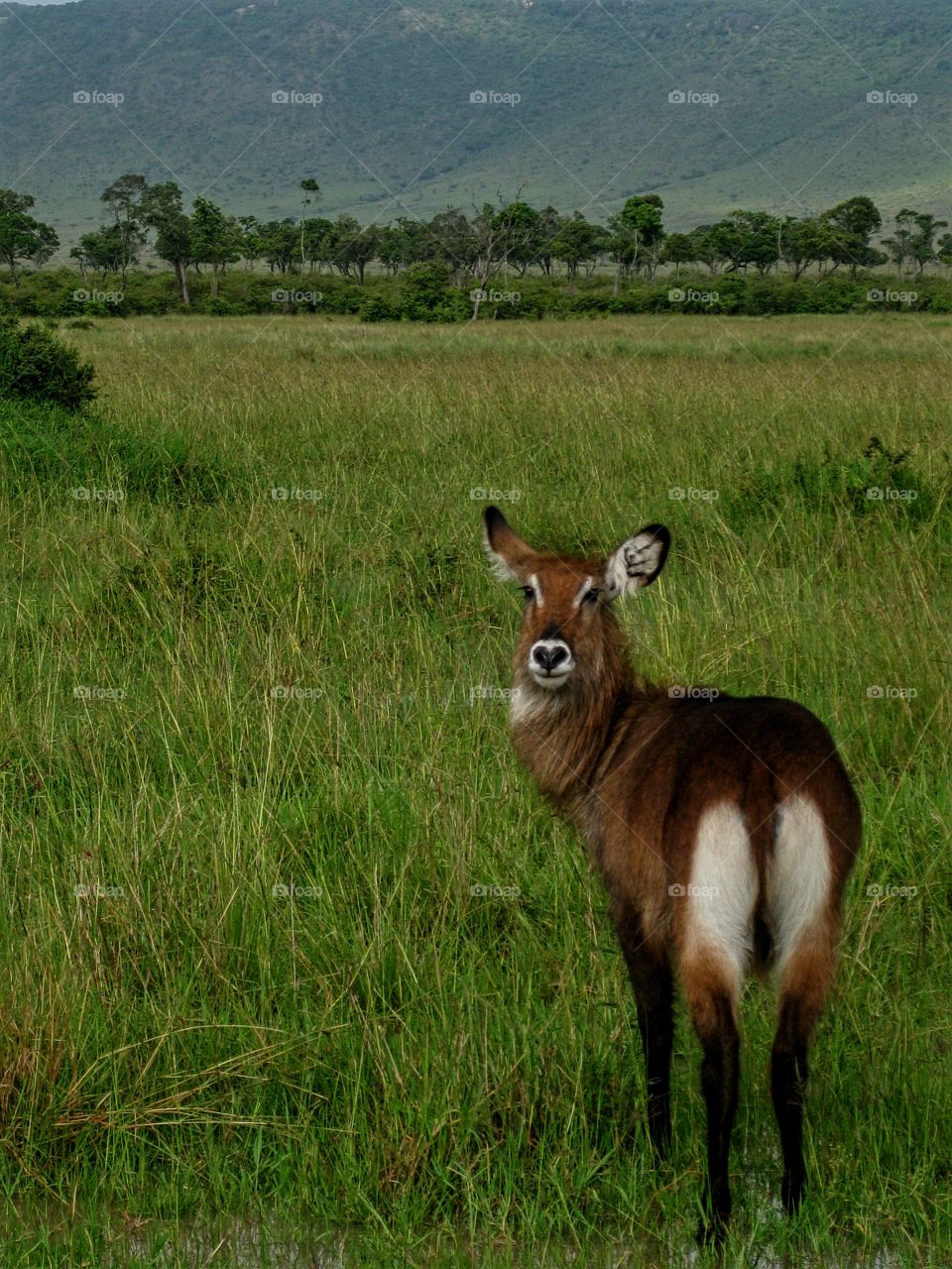 African grassland with animal
