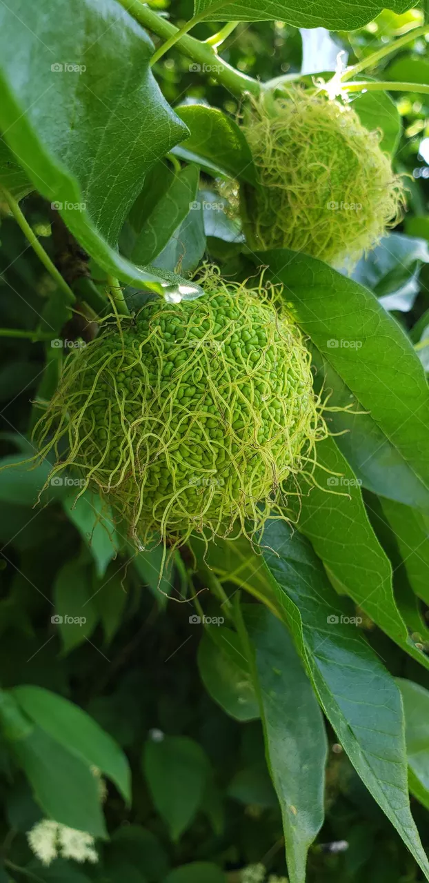 Baby Hedge-Apple
