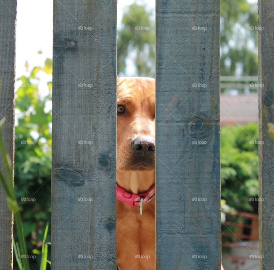 Imprisoned dog