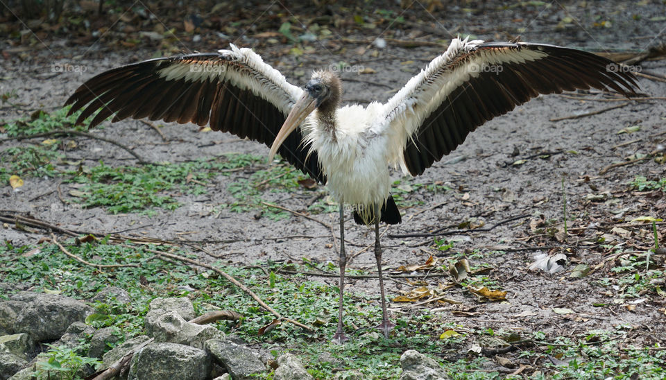 Young wood stork 