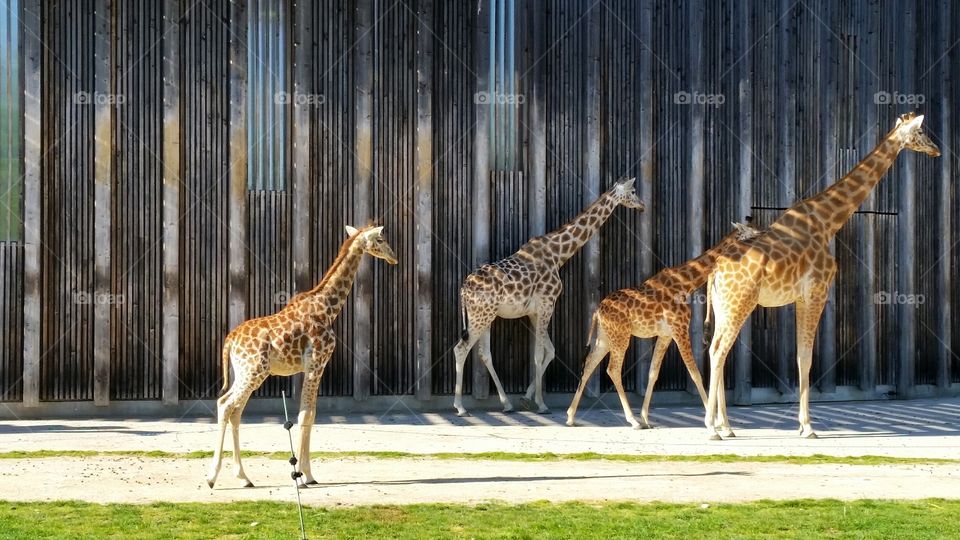 Giraffes in a park in Lyon, France.