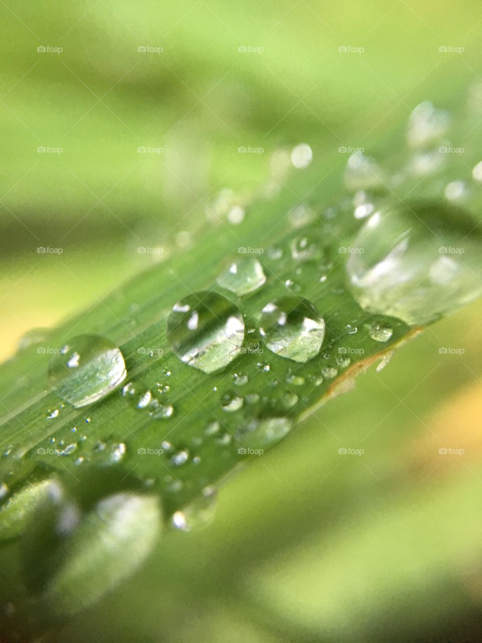 Rain, Dew, Drop, Droplet, Raindrop