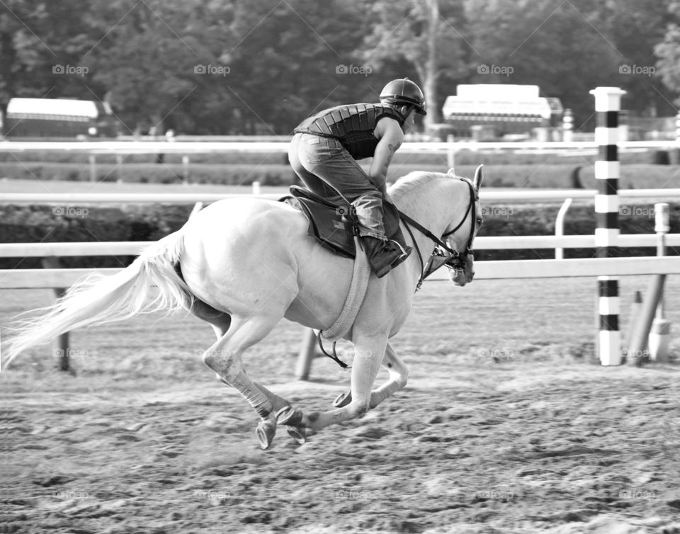 White Racehorse. Training horses at Saratoga with female exercise riders. 
Zazzle.com/Fleetphoto 
