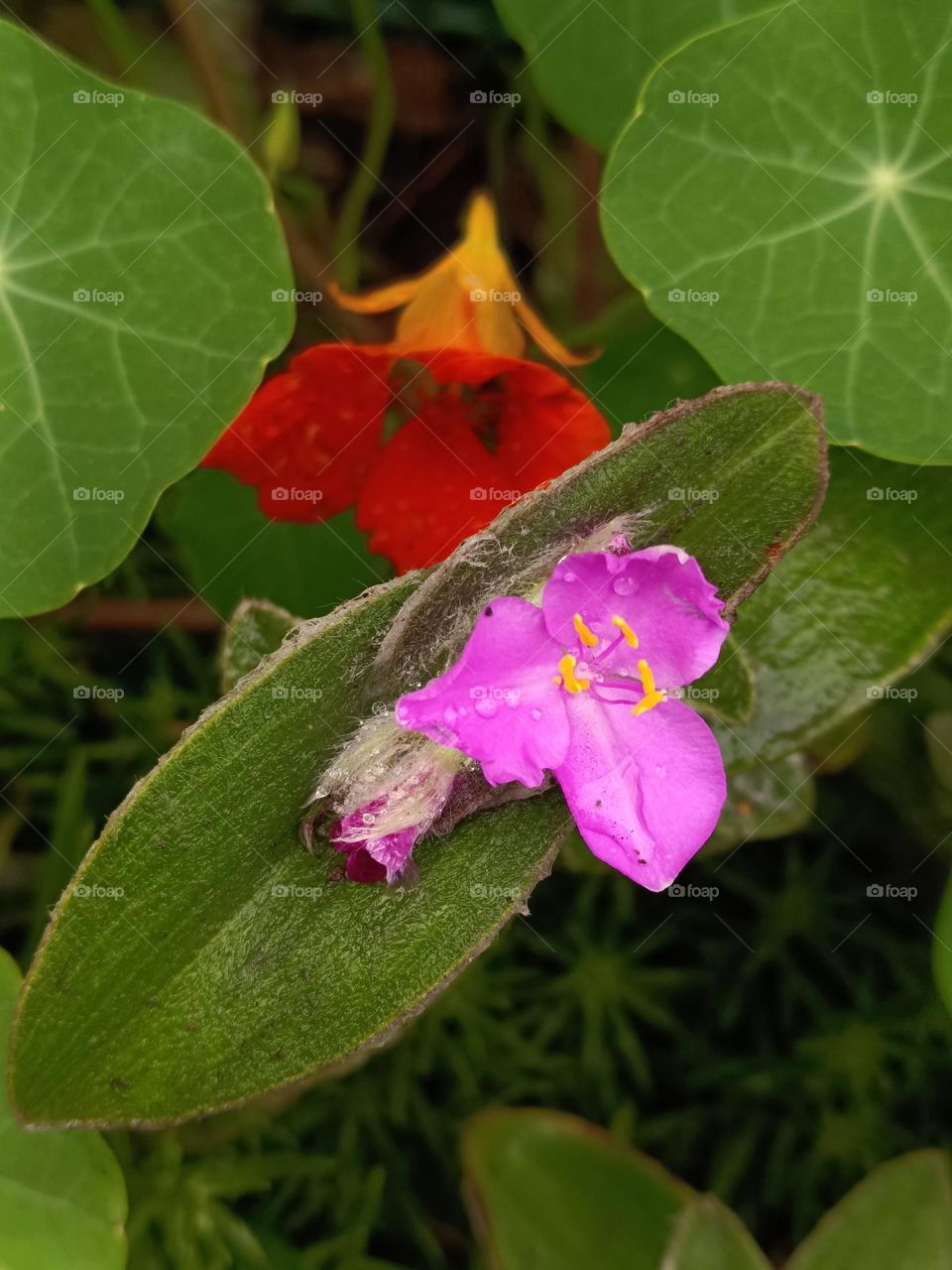White Velet & Nasturtium