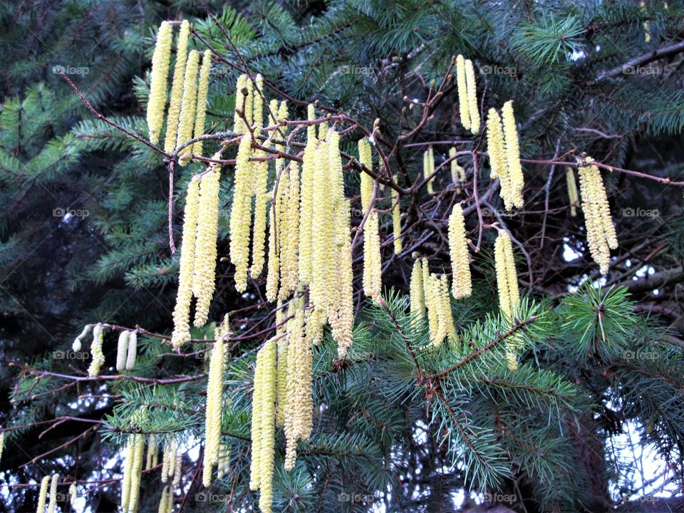 lots of catkins