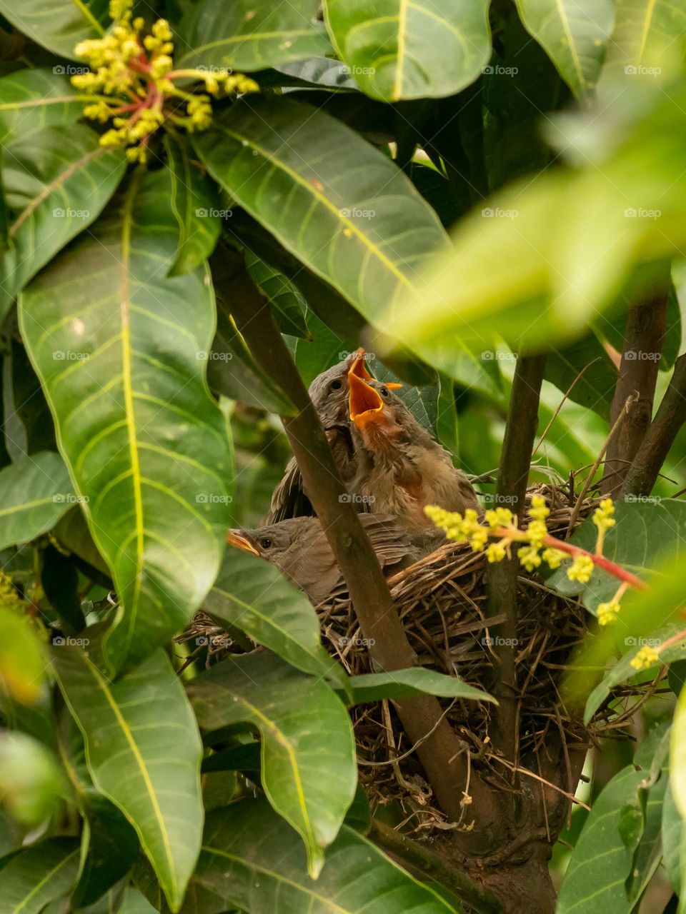 Baby Jungle Babbler is perching loudly