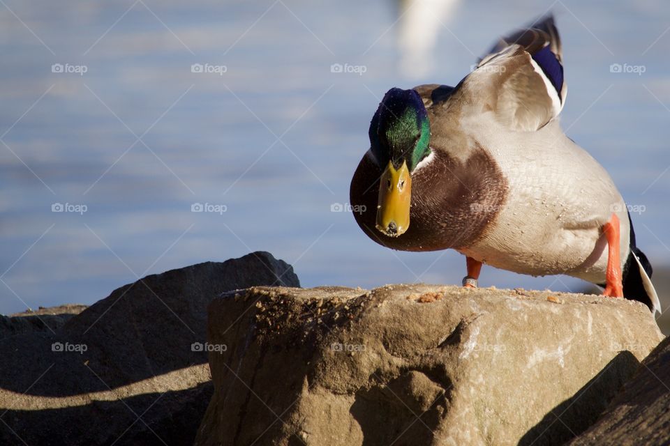 Duck on rock