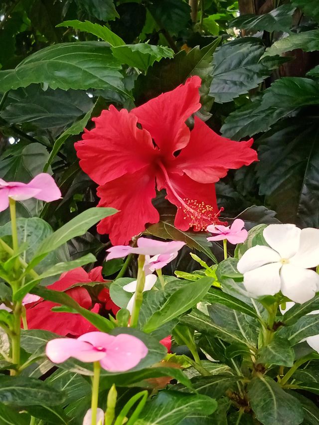 Beautiful Flowers