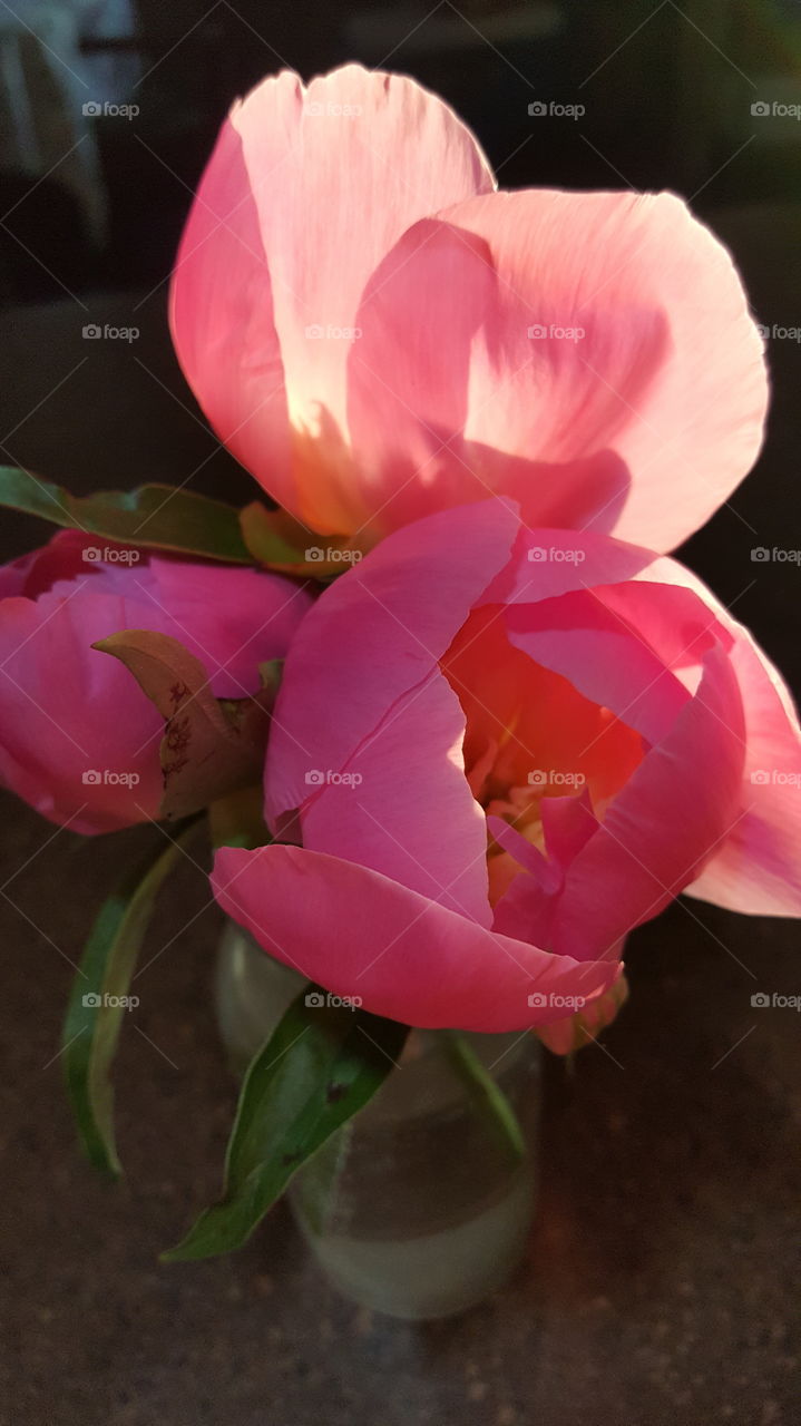 Peonies at Sunset