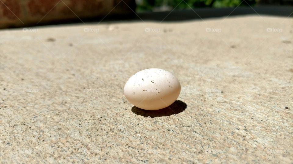 No Person, Sand, Shell, Nature, Egg