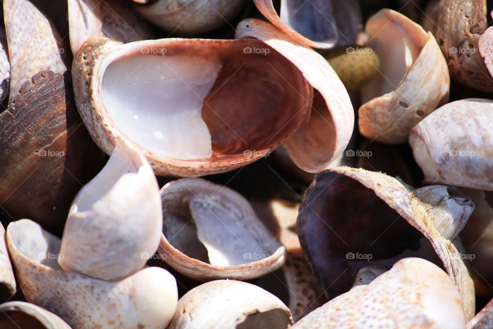 Shells