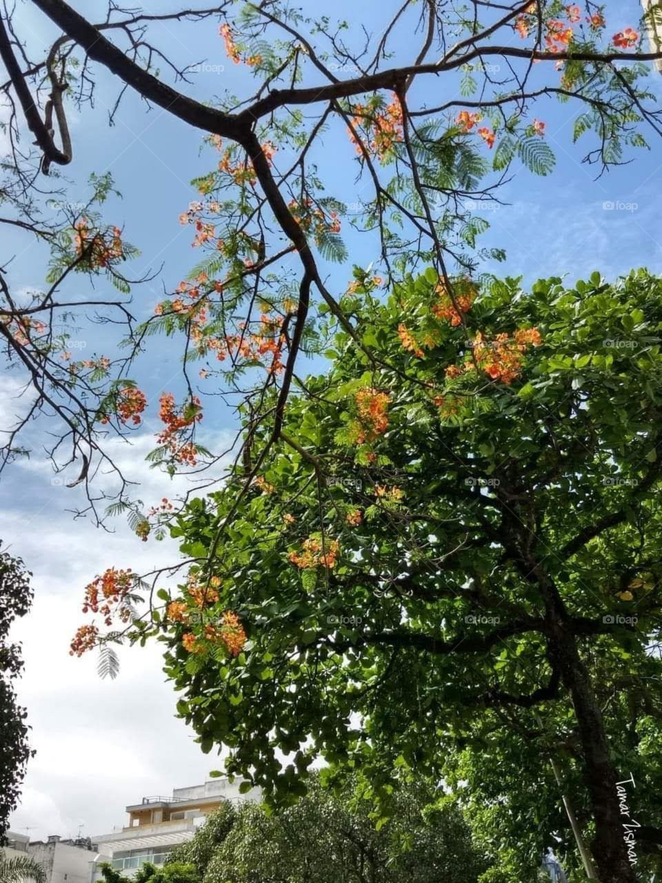 Ipanema Flower tree
