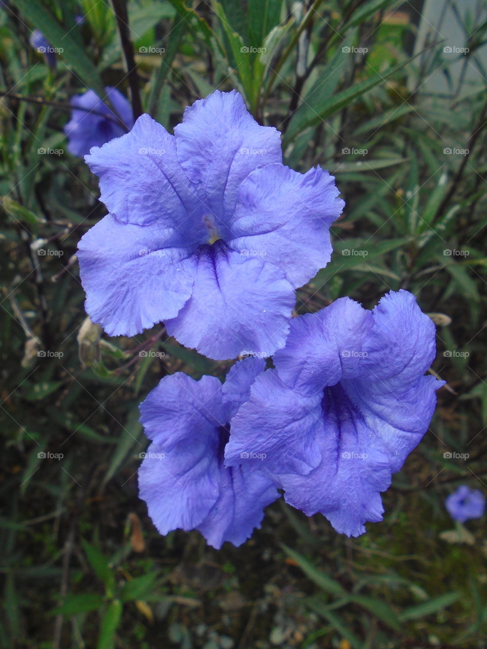 LANDSCAPE, LEAVE, PLANTS, FLOWERS, BOTANICAL.