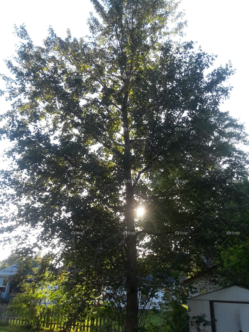 sun in tree