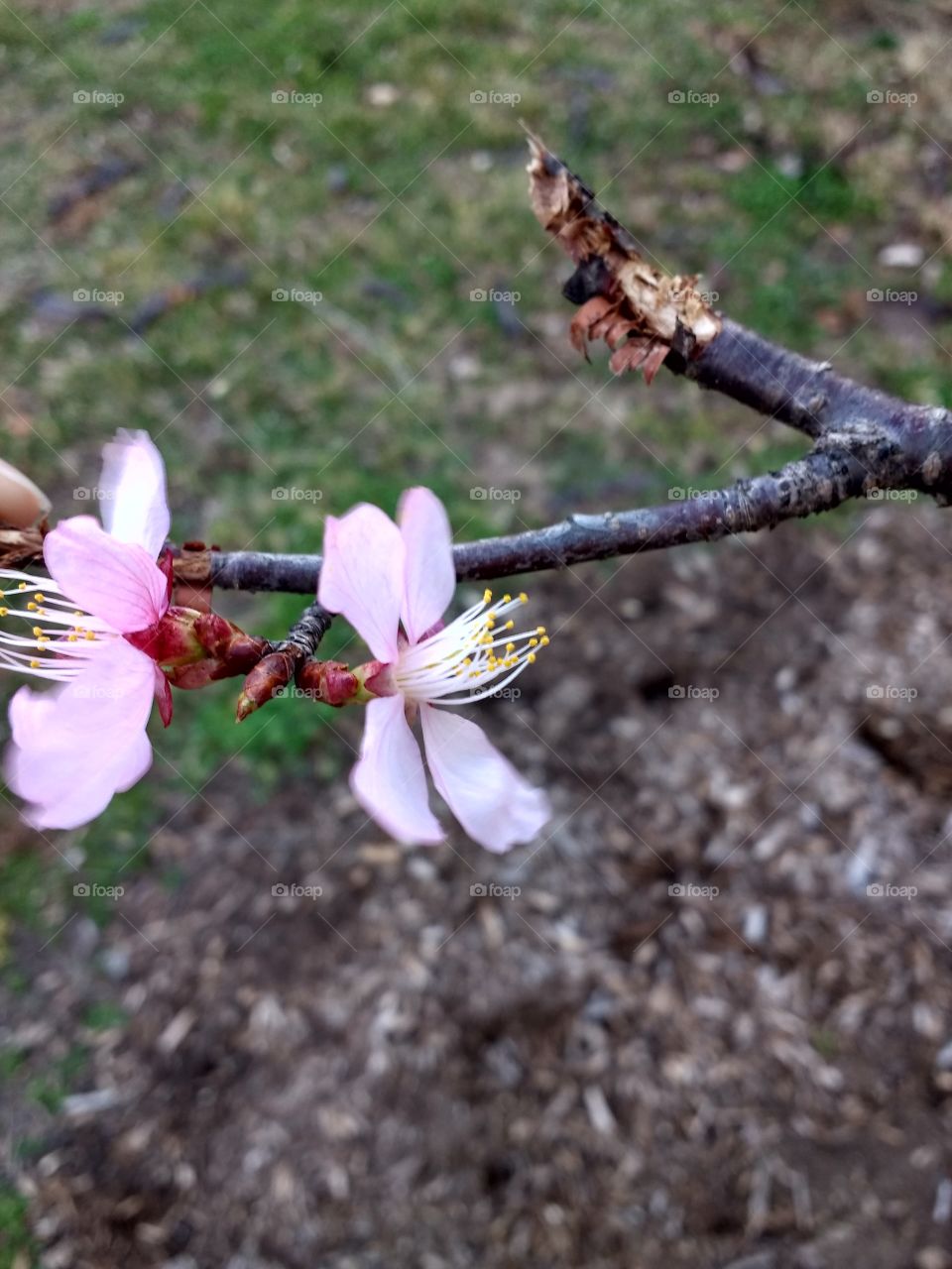 Cherry Blossom Pair