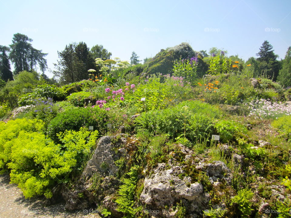 Landscape, Nature, Flower, Tree, Flora