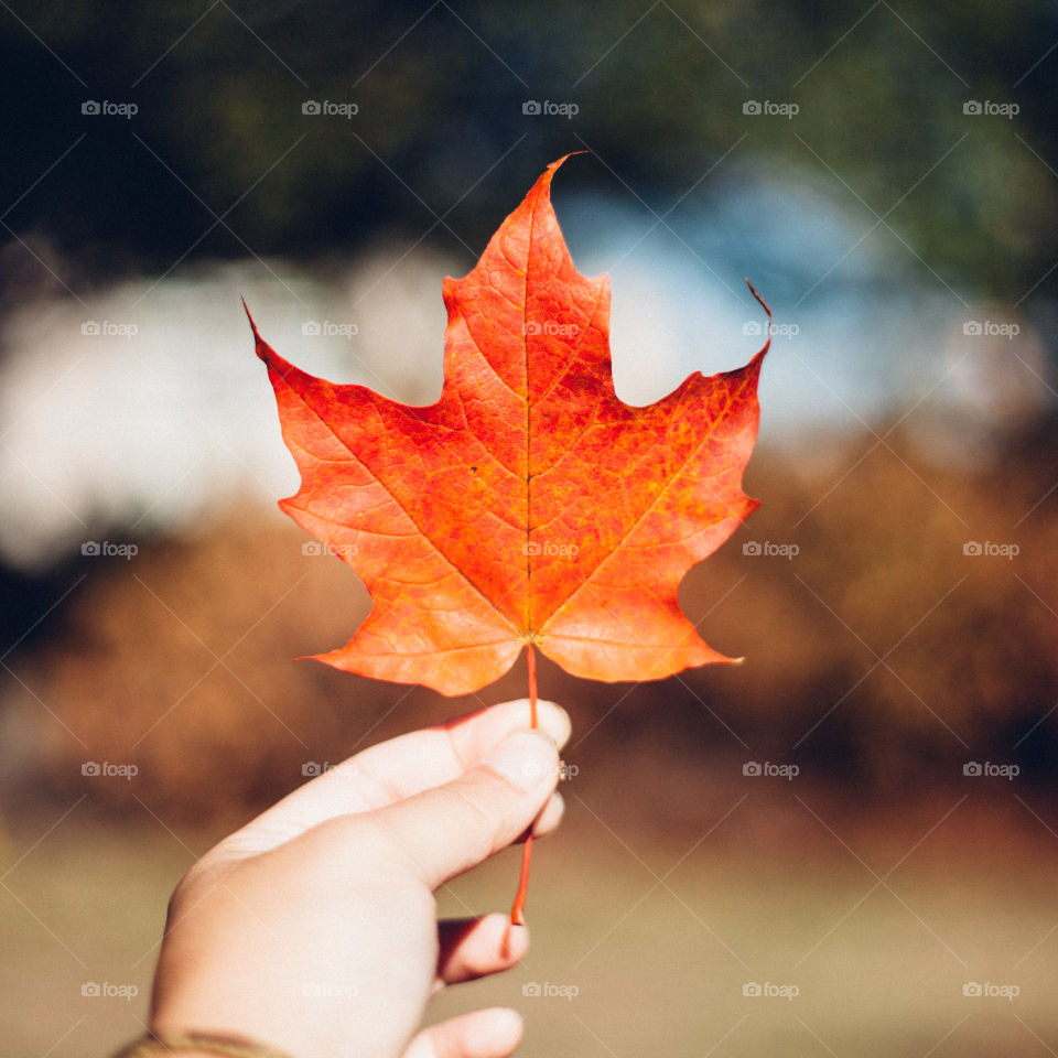 Maple Leaf Canada