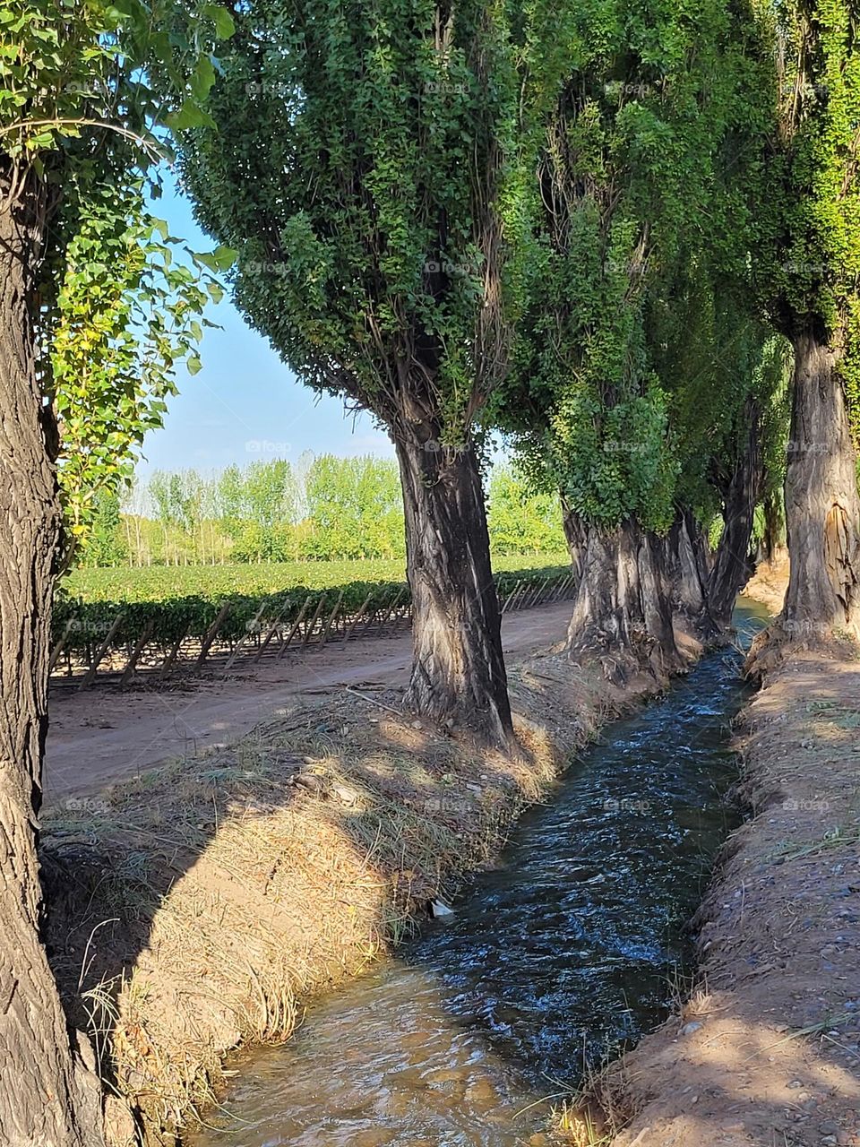 paisaje mendocino