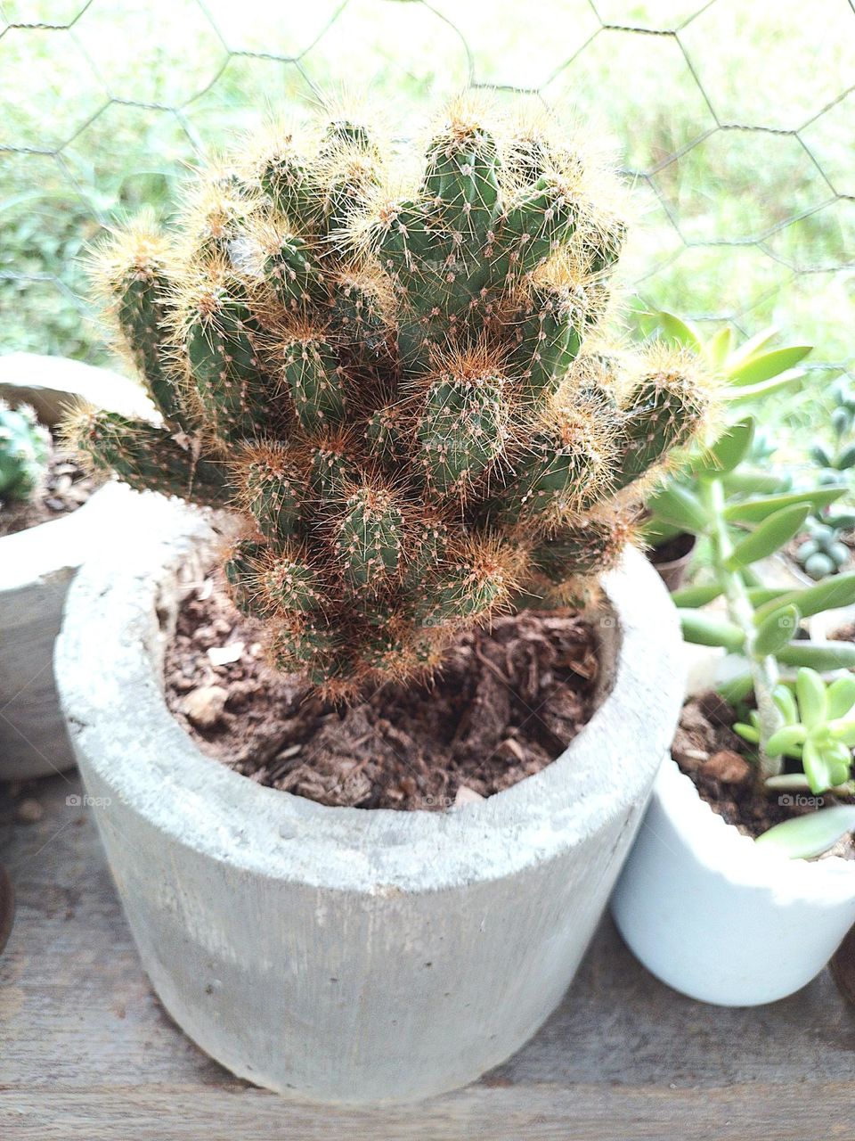 mi cactus espinoso