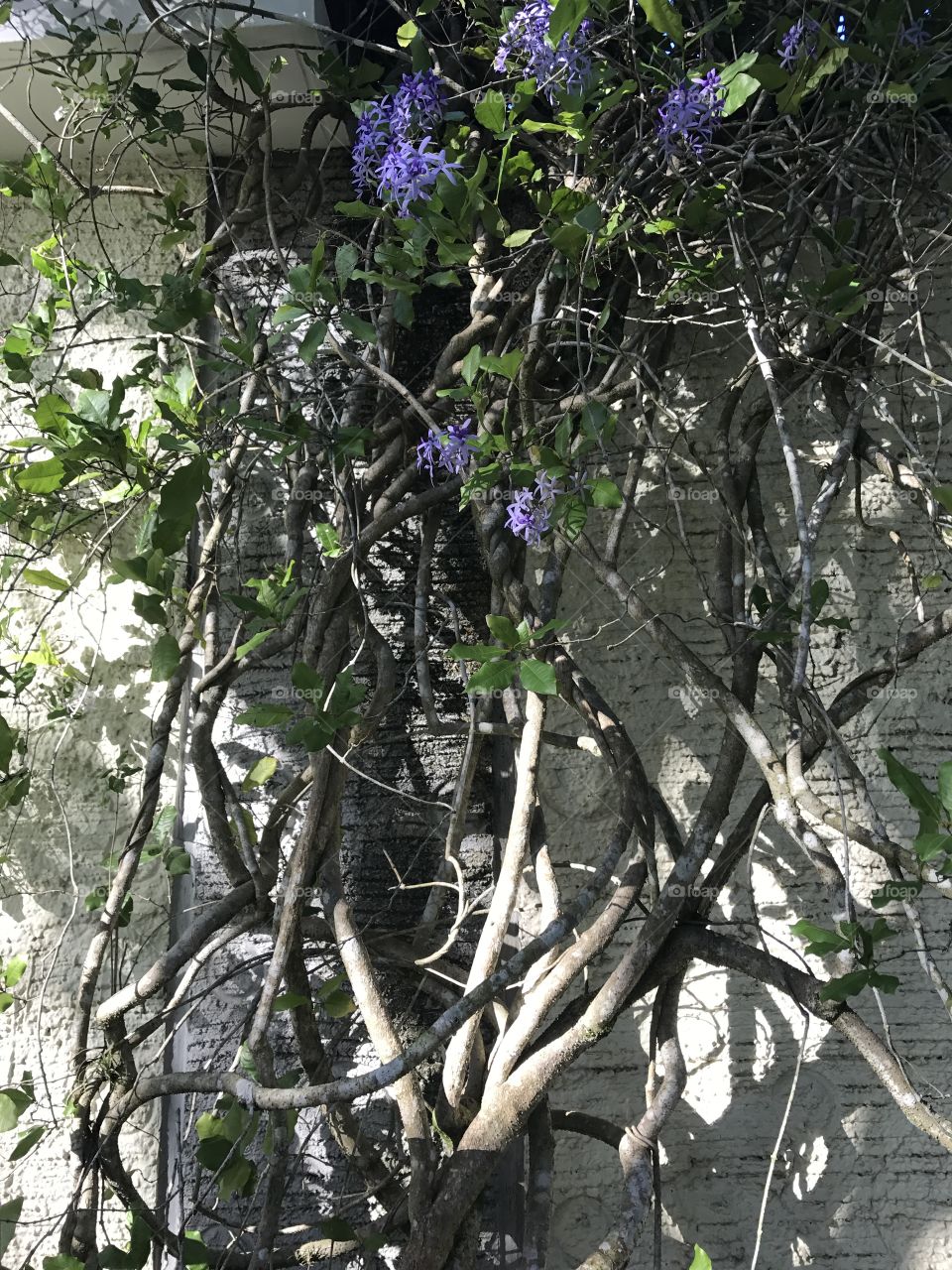 Lovely blue flowers on this climber 