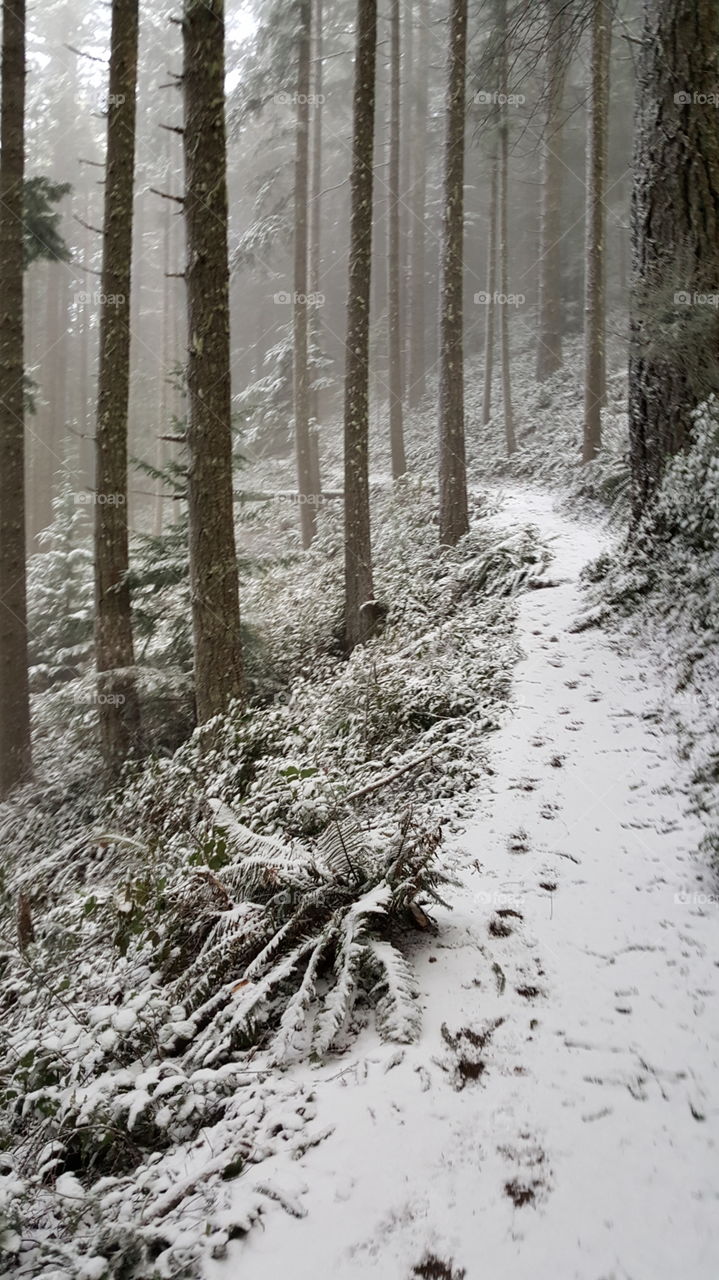 Snowy Hike