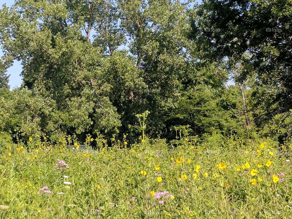 sunflower fields