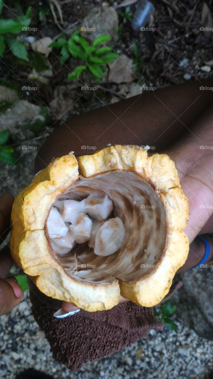 Inside A Chocolate Bean