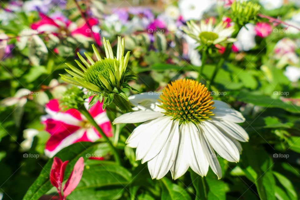 Echinacea pallida, pale purple coneflower